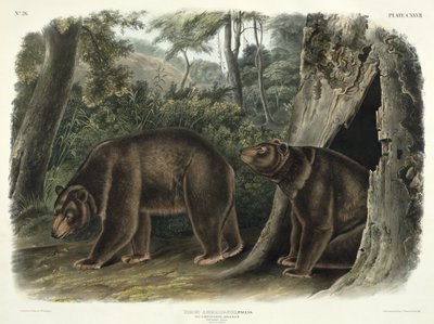 Ursus Americanus, var. Cinnamonum (Oso Canela), lámina 127 de 